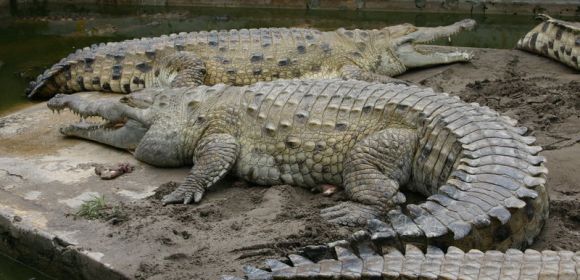 Gladys Porter Zoo Saves Two Crocodiles Considered Endangered Species