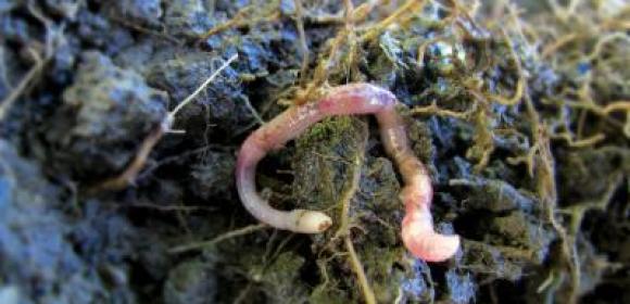 Global Warming Brings Mediterranean Earthworm to Ireland