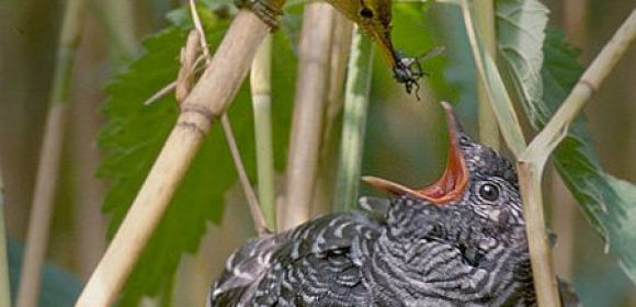 Global Warming Influences Cuckoos' Egg-Laying Habits