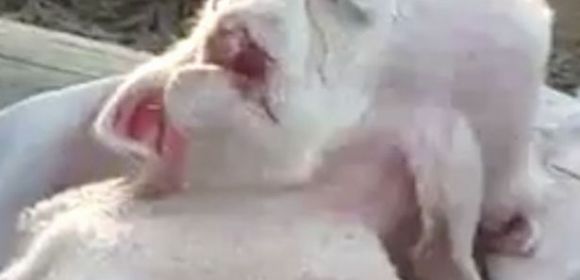 Goat-like Creature with Human Face and Eight Legs Found in Palestine