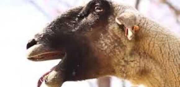Goats Yelling like Humans Viral Video Gets Sequel