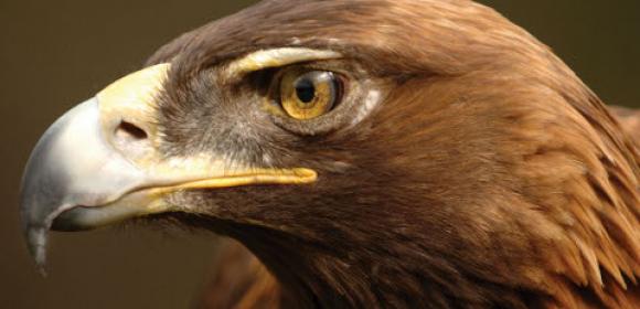 Golden Eagle Travels 100 Miles to Reunite with Owner [Video]