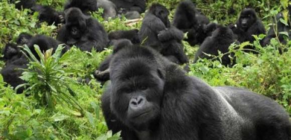Gorillas Teach Themselves to Dismantle Traps