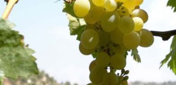 Grape Seed Found Effective against Cancer