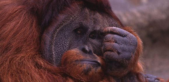 Great Apes Might Experience Mid-Life Crisis, Study Shows