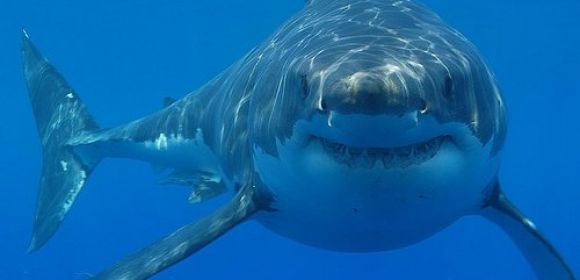 Great White Sharks in the Mediterranean Came from Australia