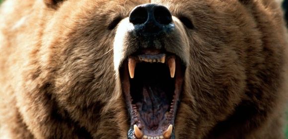 Grizzly Attack: Attendant Killed by Captive Bear in Montana