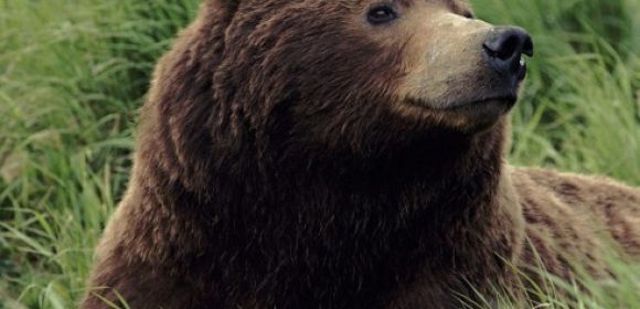 Grizzly Bear Kills Hiker Taking Pictures of It