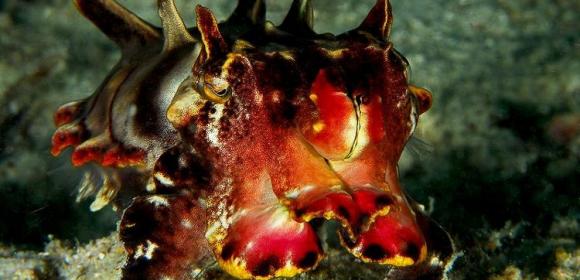 HD Vision Found in Cuttlefish