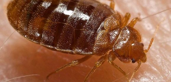 Hairy Men Are Better at Detecting Bedbugs