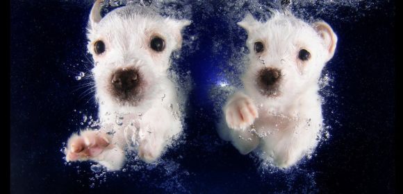 Happiness Is These Adorable Puppies Swimming Underwater – Gallery