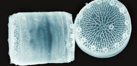 Harnessing Diatoms to Produce Advanced Sensors