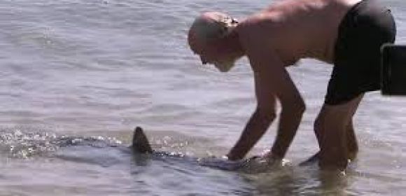 Hero Grandpa Fired After Being Caught on Camera Pushing Shark Back to Sea