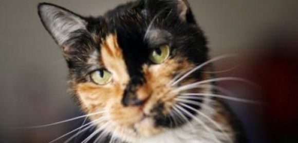 Holly the “Comeback” Cat Puzzles Scientists and Animal Behaviorists Alike