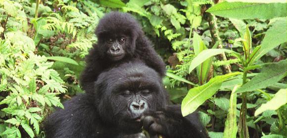 How 'Pedal Power' Can Save Gorillas in Uganda