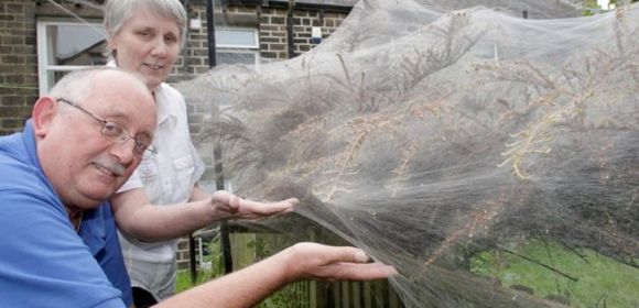 Huge Caterpillar Web Covers Rose Bushes in British Couple's Garden