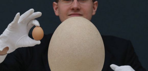 Huge Elephant Bird Egg Fetches $101,813 (€78,299.6) at Auction in London