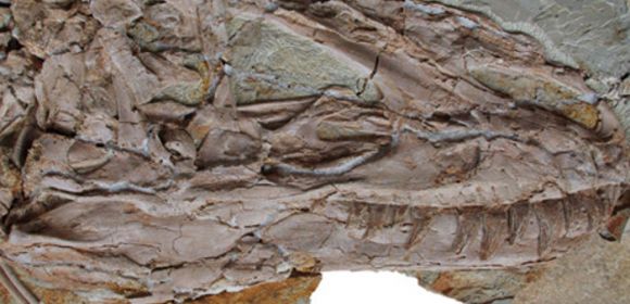 Huge Predator Dinosaur Fossils Found: New Species