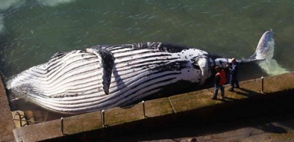 Humpback Whale Beaches in Seaside Swimming Pool and Dies [Video]