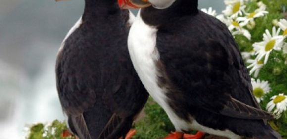 Hundreds of Puffins Show Up Dead on Scotland's East Coast