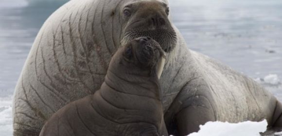 Ice Loss in the Arctic Drives Walruses on Land