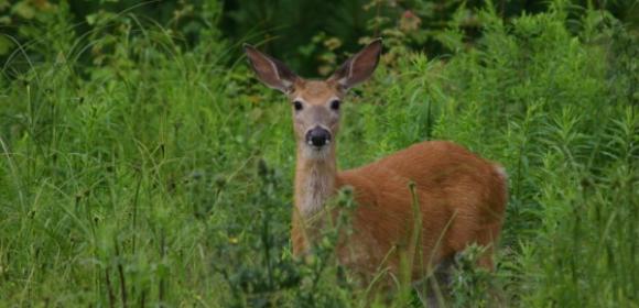 Imported Wolf Urine, Lion Roars Used to Keep Japan's Deer Safe from Cars