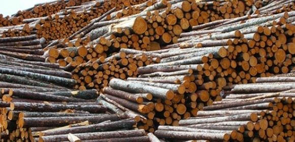 In Australia, Importing Illegally Logged Wood Is Now a Criminal Offense