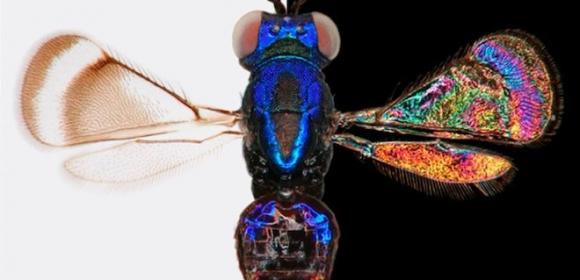Insects Hide an Amazingly Colorful World