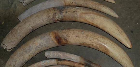 Ivory Audit Now Under Way in the Central African Republic