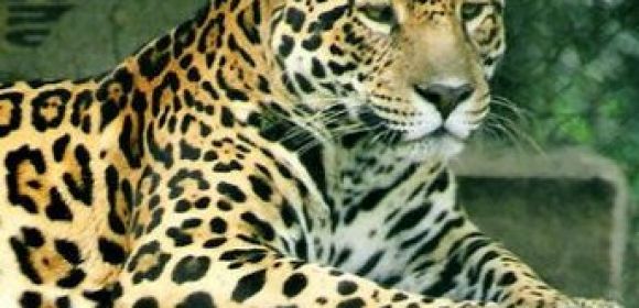 Jaguar Population in the Peruvian Amazon Is Unusually High