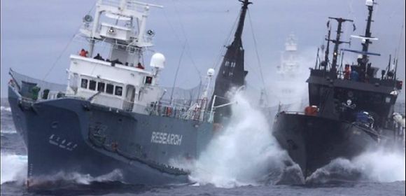 Japanese Whalers Ram Sea Shepherd Vessels