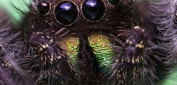 Jumping Spiders Have an Eye for Everything