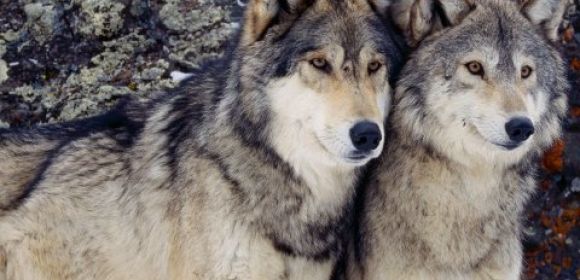 Lawsuit Aims to Put an End to the Practice of Using Dogs to Hunt Wolves