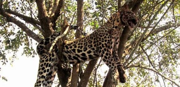 Leopard Beaten to Death, Hanged by Angry Mob in India