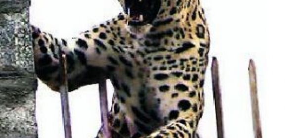 Leopard Impales Itself on an Iron Rod, Gets Rescued After 3 Hours
