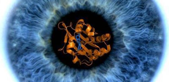 Light Detecting Enzyme in the Eye Discovered