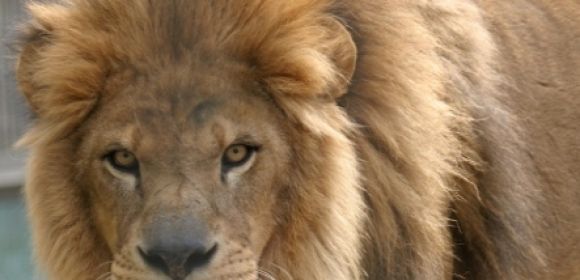 Lion Escapes During Circus Performance