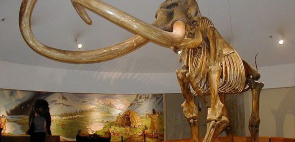 Living Mammoth Cells Found in Russia