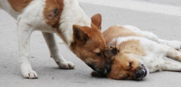Loyal Dog Ignores Traffic, Stands by Its Dead Mate for 6 Hours