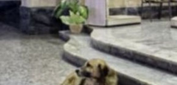 Loyal Dog Still Goes to Mass Two Months After Its Owner Passed Away