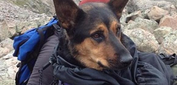 Man Faces Animal Cruelty Charges After Abandoning His Dog in the Mountains