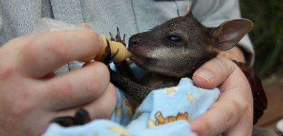 Man in Australia Adopts Orphaned Wallaby Joey