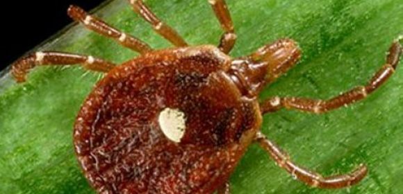 Meat-Allergy Inducing Ticks to Be Released by PETA in Northeastern US