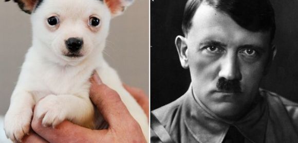 Meet Adolf, the Adorable Puppy That Looks like Nazi Leader Hitler