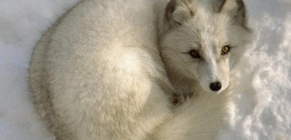 Mercury Pollution Threatens the Survival of Arctic Foxes