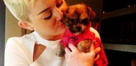 Miley Cyrus Adopts New Pup, Dresses It Up for the Camera