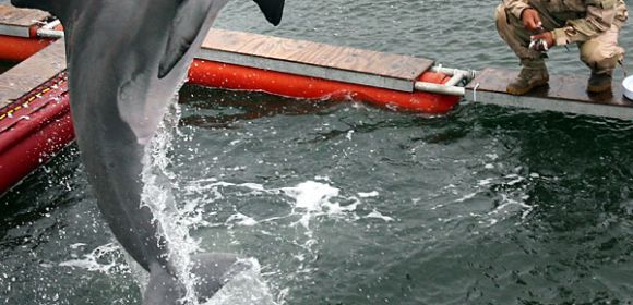 Mine-Hunting Dolphins Are Losing Their Jobs to Robots