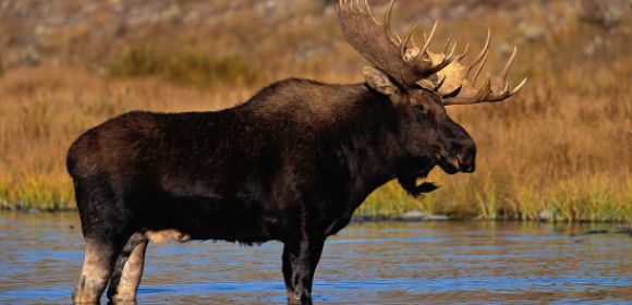 Minnesota Outlaws Moose Hunting