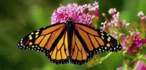 Monarch Butterfly Gets Free Plane Ride to Texas