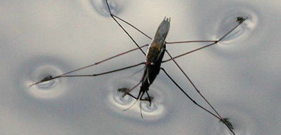 Mosquitoes Prefer Water Containing Decaying Leaves for Reproduction